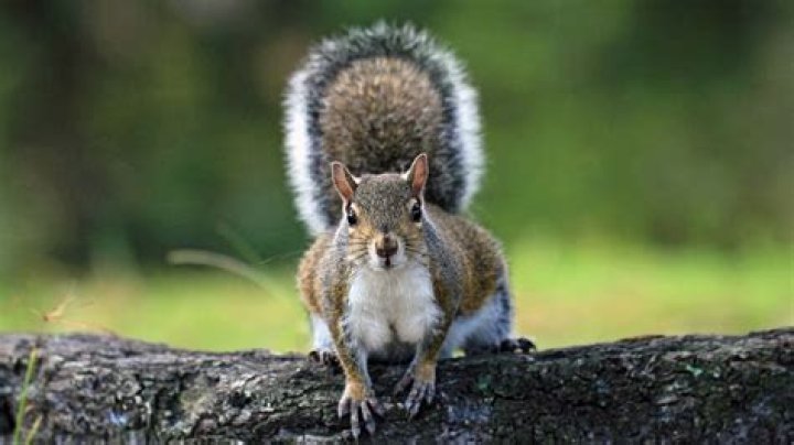 How long can a squirrel live with squirrel pox?
