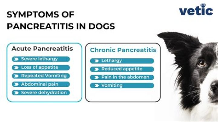 How Long Can dogs live with pancreatic insufficiency?