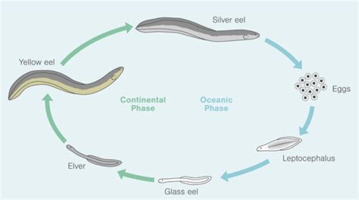 How long can eels survive?