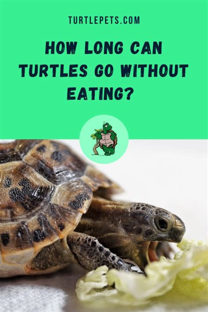 How Long Can turtles go without eating?