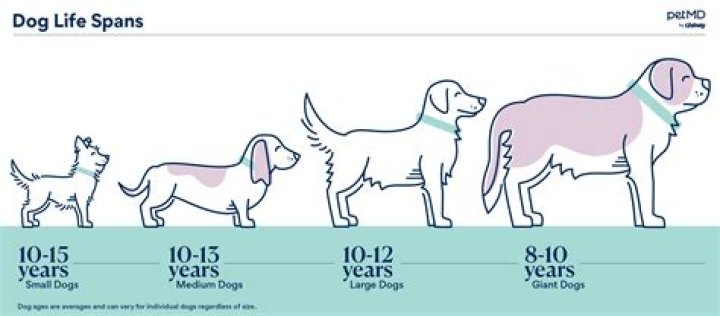 How long do dogs live with osteoarthritis?