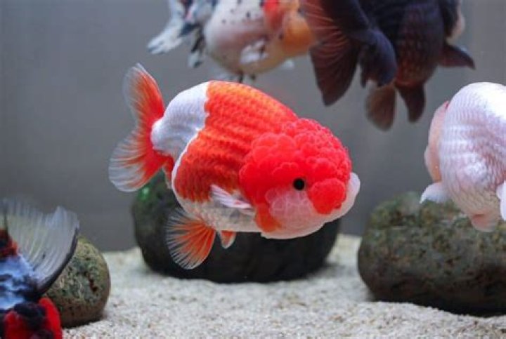 How long do Panda goldfish live?