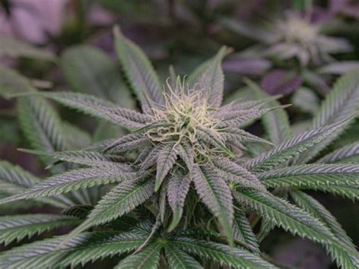 How long does Chem Dawg take to flower?