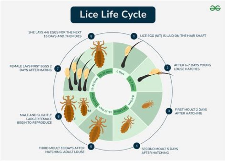 How long does head lice live on fabric?