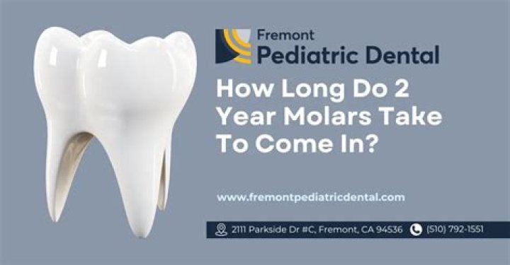 How long does it take for 2 year molars to come in?