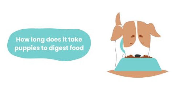 How long does it take for a puppy to digest food and poop?
