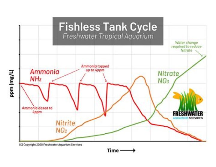 How long does it take for ammonia to drop in fishless cycle?