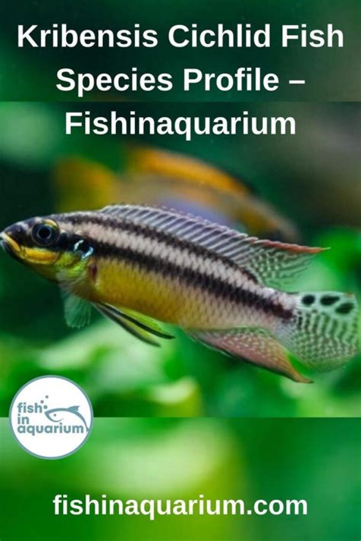 How long does it take for Kribensis cichlid eggs to hatch?