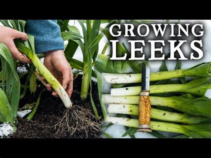 How long does it take to grow leeks?