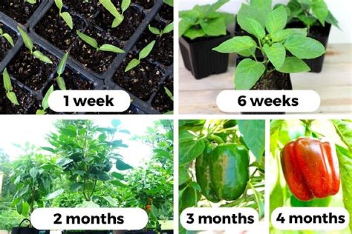 How long does it take to grow your own sprouts?