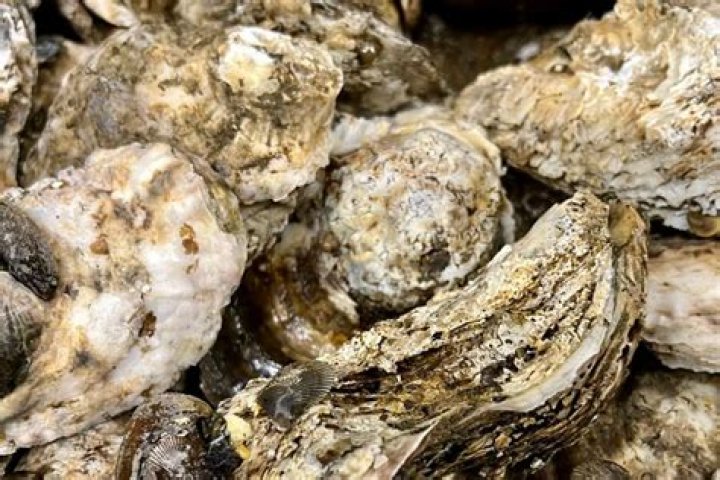 How long is oyster season in Maryland?