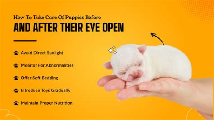 How long it takes for puppies to open their eyes?
