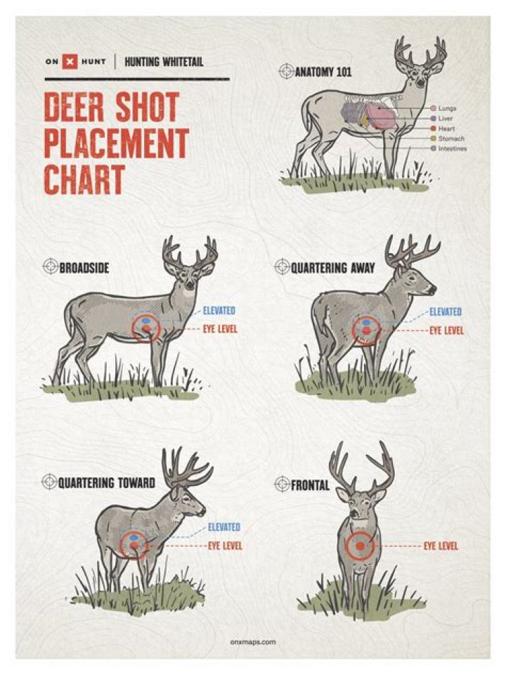 How long should you wait after shooting deer with bow?