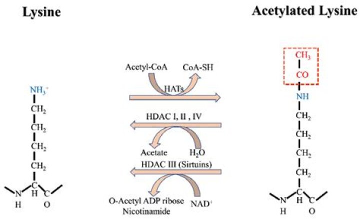 How lysine is produced?