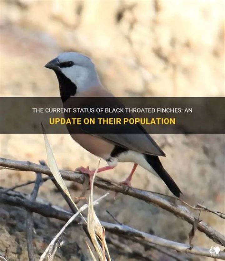 How many black-throated finches are left?