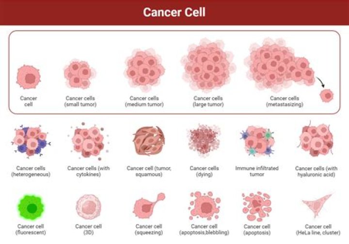 How many cancer cell lines are there?
