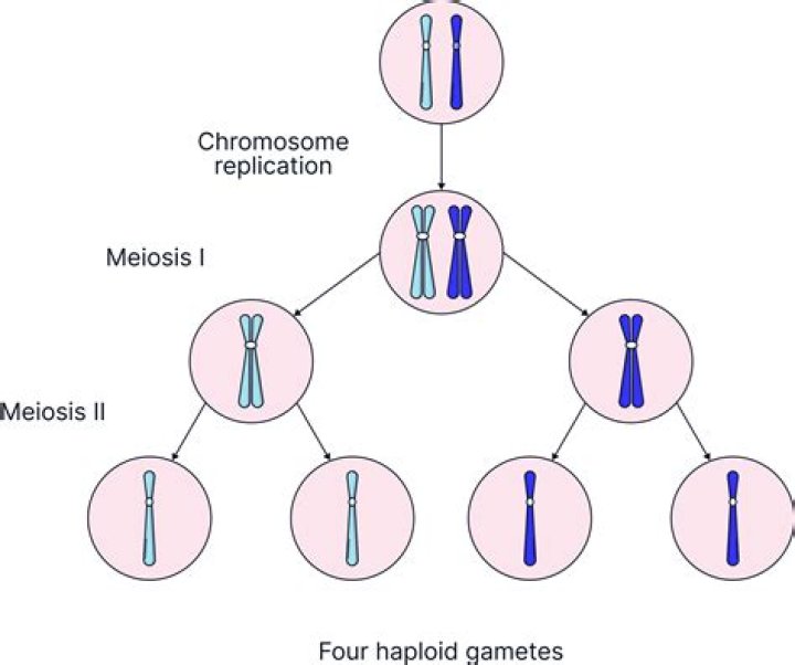 How many chromosomes does a gamete produced by meiosis have?
