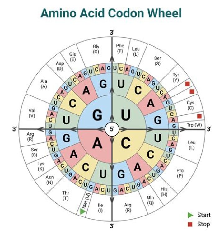 How many codons are there for 20 amino acids?