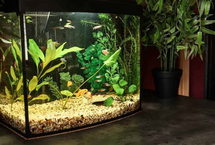 How many feet is a 10 gallon tank?