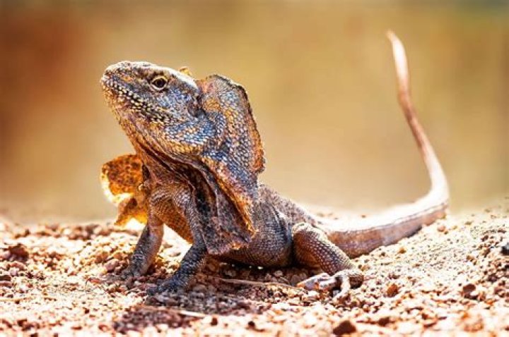 How many frilled neck lizards are there in the world?