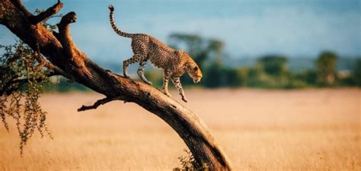 How many leopards are in Tanzania?