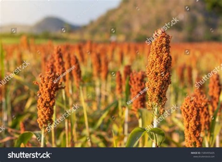 How many pages is Red Sorghum?