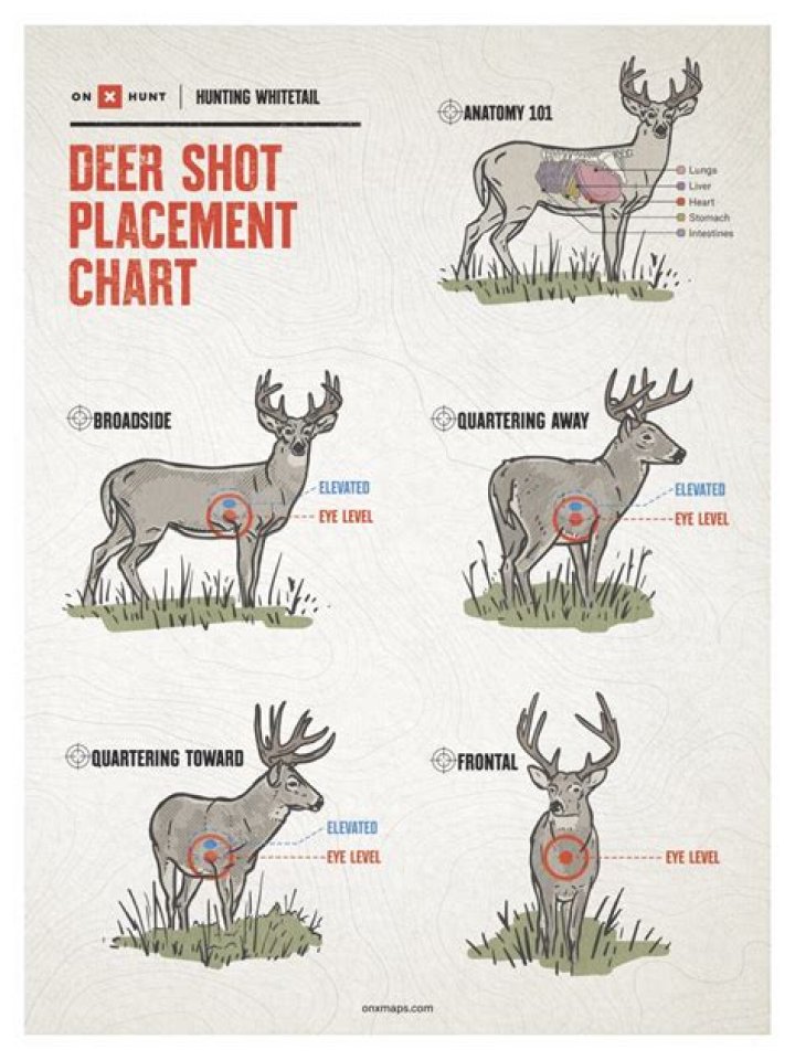 How many pounds of force does it take to kill a deer?
