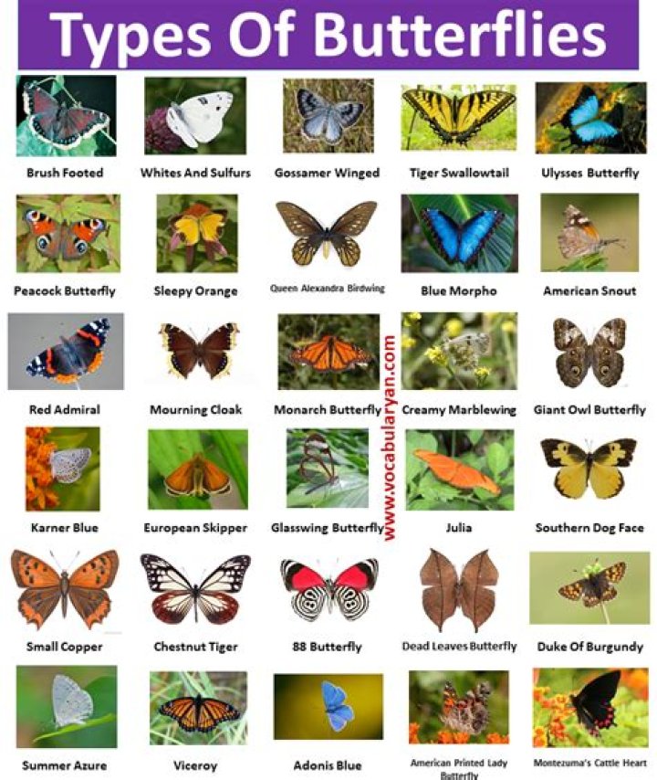 How many species of butterflies are in the tropical rainforest?