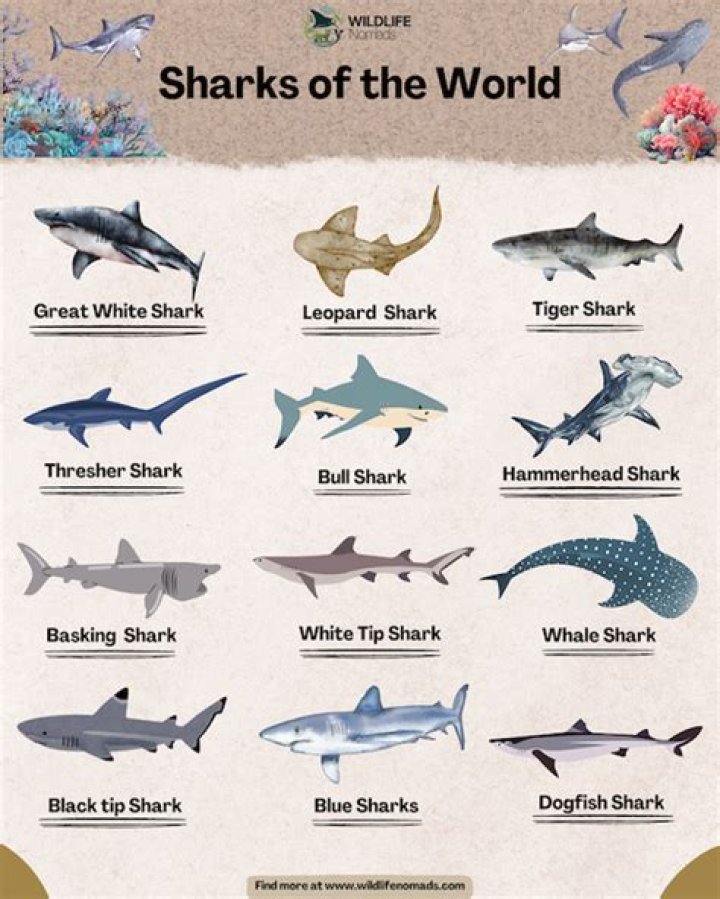 How many species of sharks are there?
