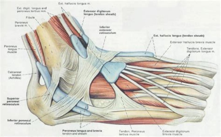 How many tendons pass through the flexor retinaculum?