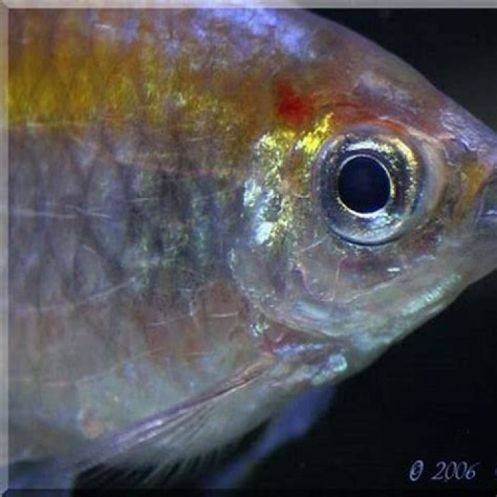 How many tetras does a bucktooth have?