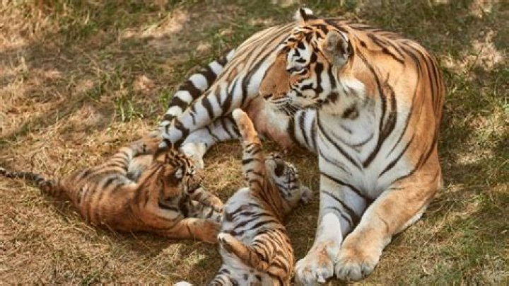 How many tigers were there in 2014?