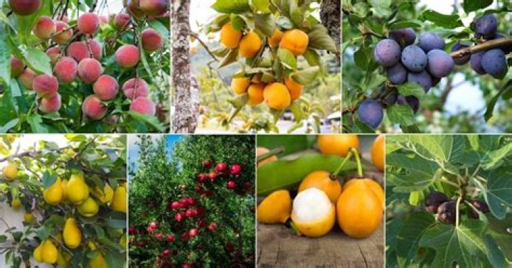 How many types of fruits grow on trees?
