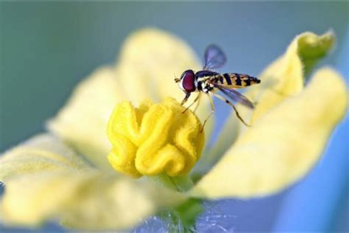 How many types of hoverfly are there in the UK?