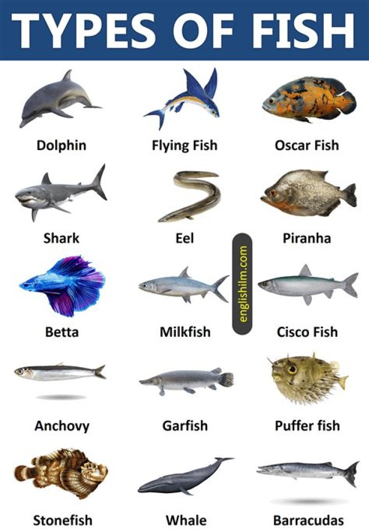 How many types of sea fish are there?