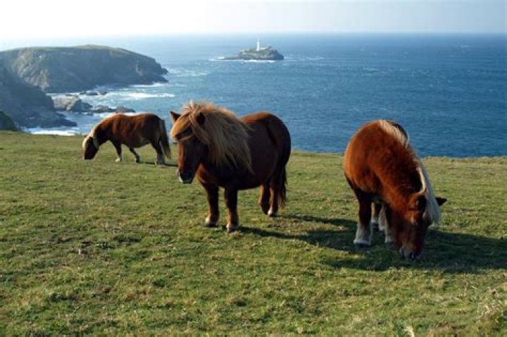 How many types of Shetland ponies are there?