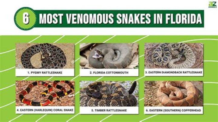 How many venomous animals are in Florida?