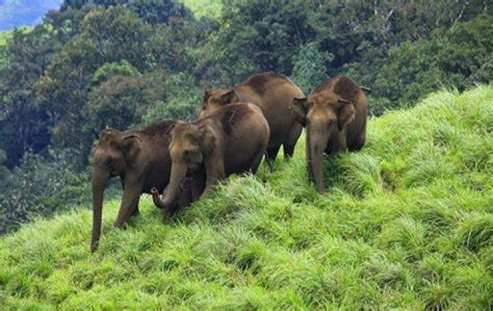 How many wildlife sanctuaries are there in Idukki?