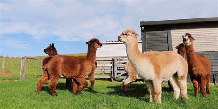 How much are alpacas in Kentucky?