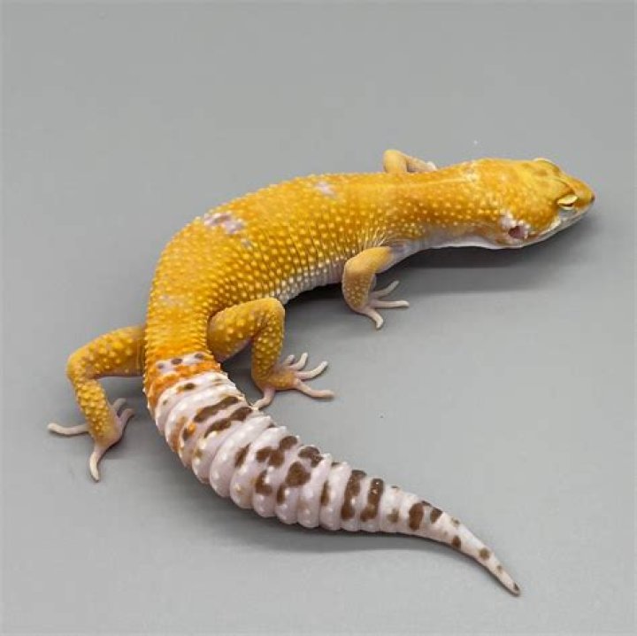 How much are Sunglow Leopard geckos?