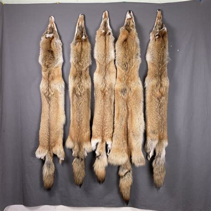 How much can I sell a coyote pelt for?