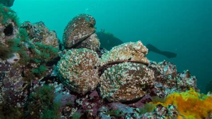 How much do abalone divers make a year?