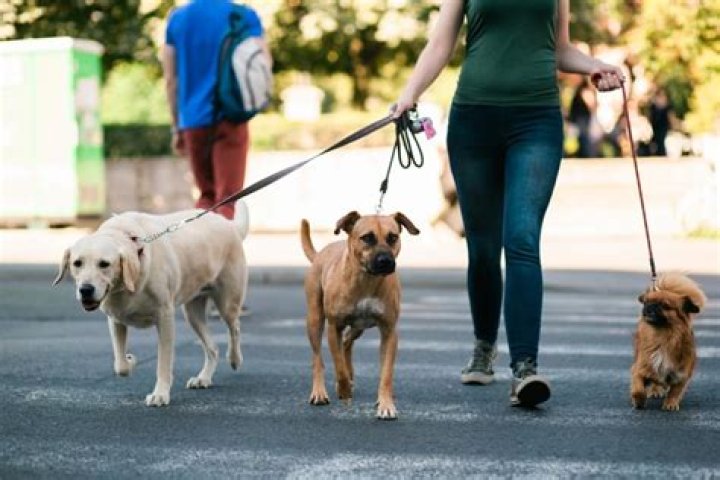 How much do dog walkers charge in Vancouver?