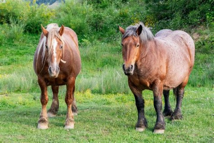 How much do draft horses sell for?