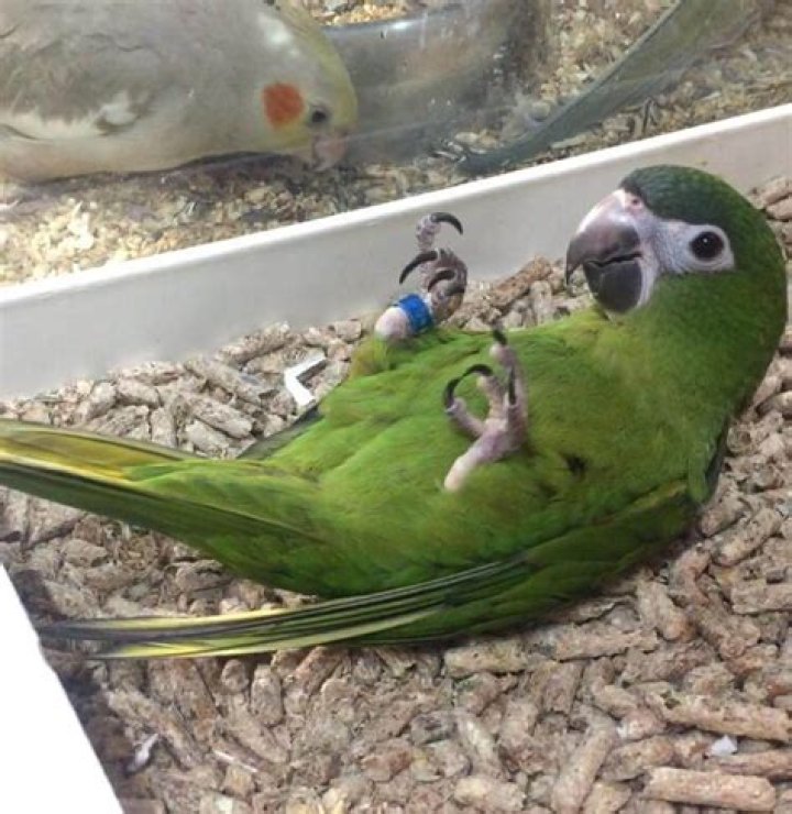 How much do hahns macaws sell for?