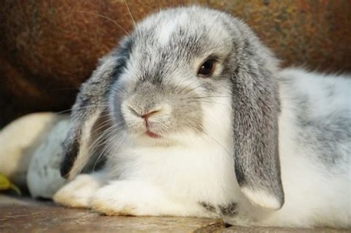 How much do lop eared rabbits cost?