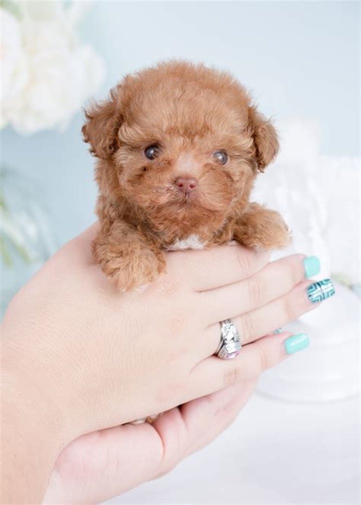 How much do micro teacup puppies cost?