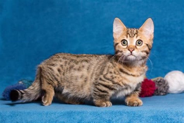 How much do Munchkin kitten cost?