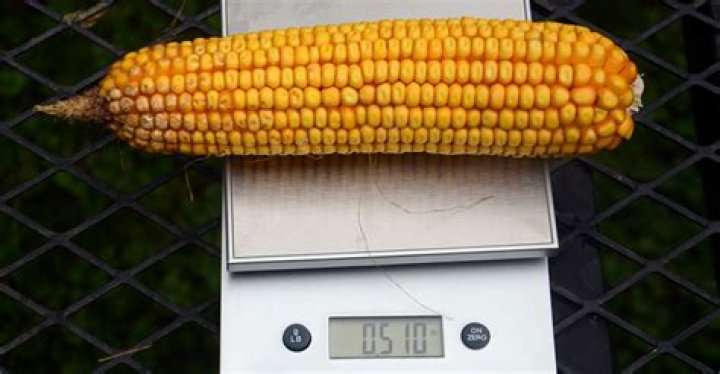 How much does a 1000 bushel of corn weigh?