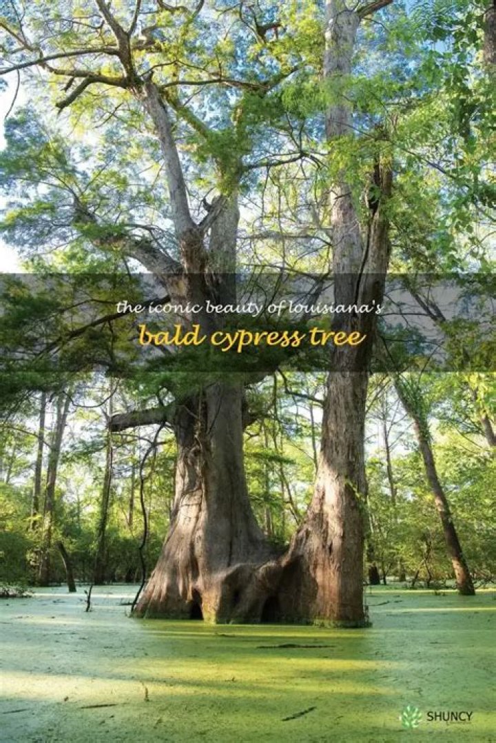 How much does a bald cypress tree cost?